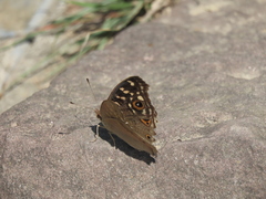 Junonia lemonias aenaria