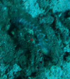 Parapercis schauinslandii