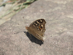 Junonia lemonias aenaria