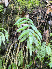 Asplenium formosae, photograph Kiwi Shen, CC BY, iNaturalist via GBIF