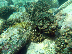 Pocillopora aliciae