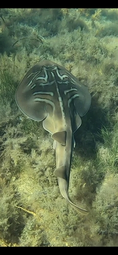 Trygonorrhina dumerilii