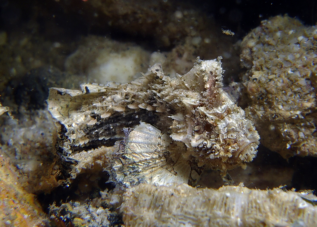 Threefin Velvetfish