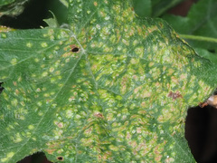 Eriophyes torminalis