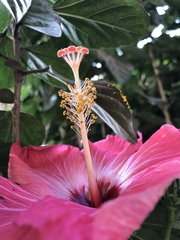 Hibiscus rosa-sinensis