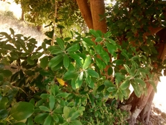 Pittosporum ralphii