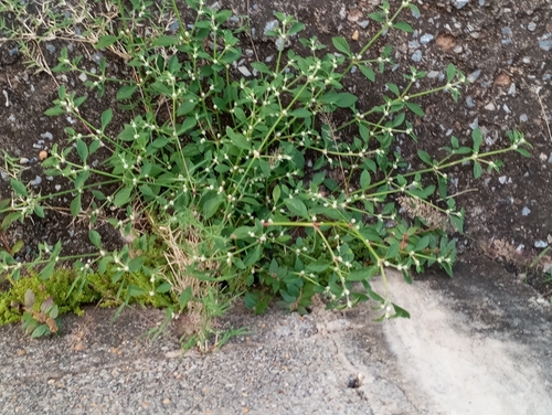 Alternanthera bettzickiana observed 2026-04-24