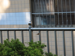 Milionia zonea pryeri