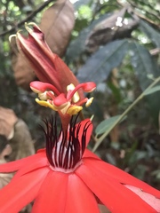 Passiflora miniata