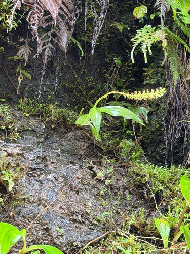 Goodyera procera, photograph 1