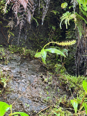 Goodyera procera