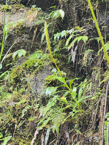 Goodyera procera, photograph 2