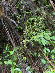 (c) Kiwi Shen, some rights reserved (CC BY) Blumea lanceolaria, photograph (c) Kiwi Shen, some rights reserved (CC BY)