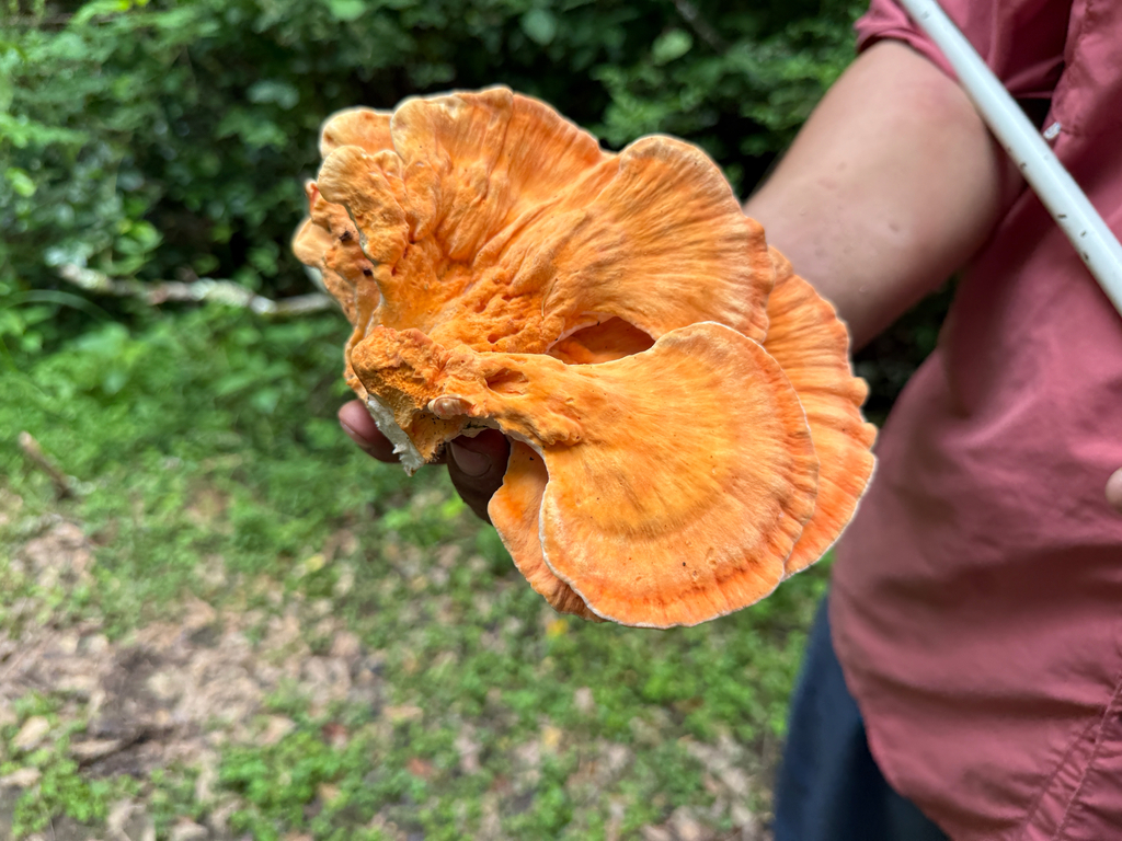 Laetiporus cincinnatus · April 2026 · photo: © jsmcdalib (iNaturalist, cc0)
