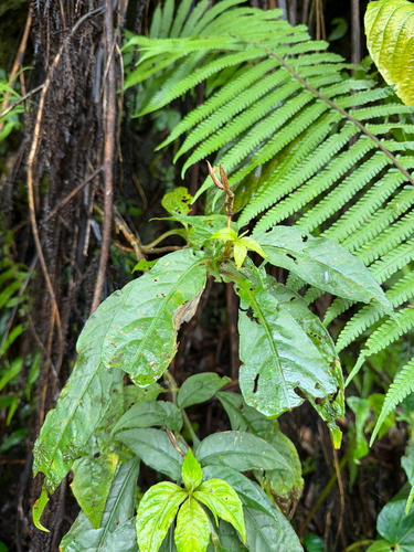 Hemiboea bicornuta