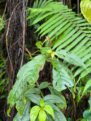 Hemiboea bicornuta