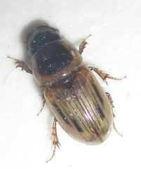 Neocalaphodius moestus