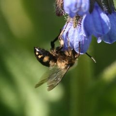 Melecta albifrons