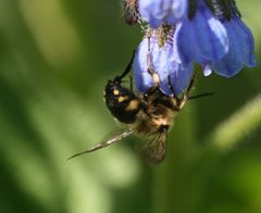 Melecta albifrons