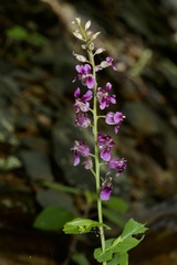 Streptanthus maculatus