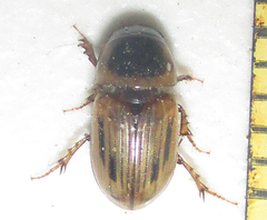 Neocalaphodius moestus