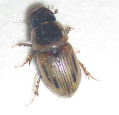 Neocalaphodius moestus