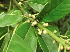 Daphniphyllum calycinum