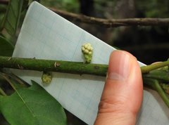 Daphniphyllum calycinum