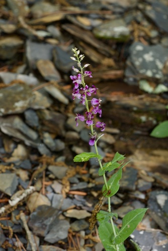 Streptanthus maculatus, photograph 2