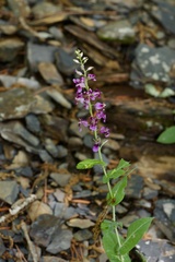 (c) Joshua Ebright, some rights reserved (CC BY) Streptanthus maculatus, photograph (c) Joshua Ebright, some rights reserved (CC BY)