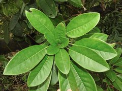 Daphniphyllum calycinum