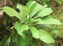 Daphniphyllum calycinum