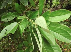 Daphniphyllum calycinum