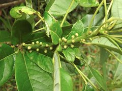 Daphniphyllum calycinum