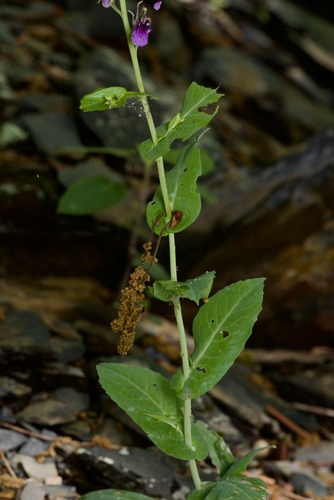 Streptanthus maculatus, photograph 3