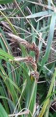 Carex trifida