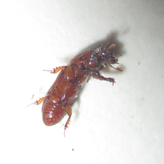 Chironinae