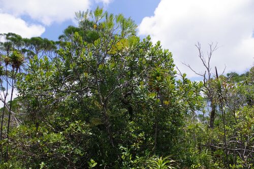 Garnieria spathulifolia observed 2025-12-02