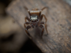 Chalcoscirtus diminutus