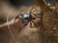 Chalcoscirtus diminutus