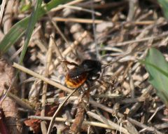 Osmia bicolor