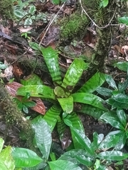 Lutheria splendens, photograph (c) Guillaume Delaitre, some rights reserved (CC BY)