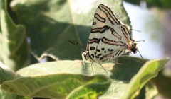 Cigaritis natalensis