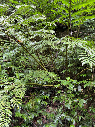 Angiopteris lygodiifolia (Angiopteris lygodiifolia)