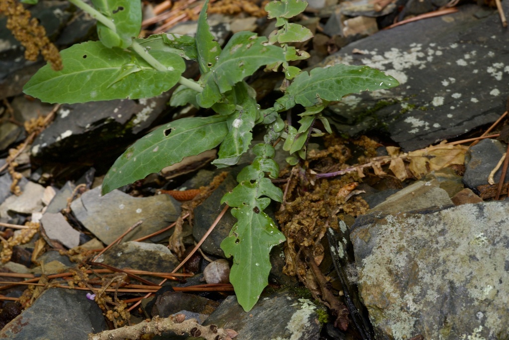 Streptanthus maculatus; photograph (c) Joshua Ebright, some rights reserved (CC BY)