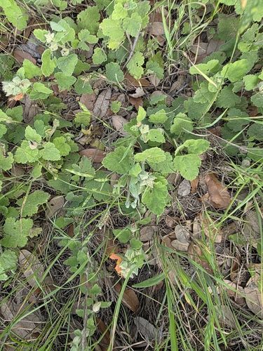 Sphaeralcea lindheimeri, photograph 2