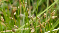 Eleocharis gracilis