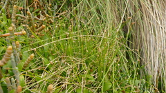 Eleocharis gracilis