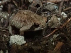 Breviceps