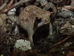 Breviceps